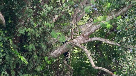 el oso negro asiático bajando de un árbol fructífero, ursus thibetanus, también se llama oso negro asiático
