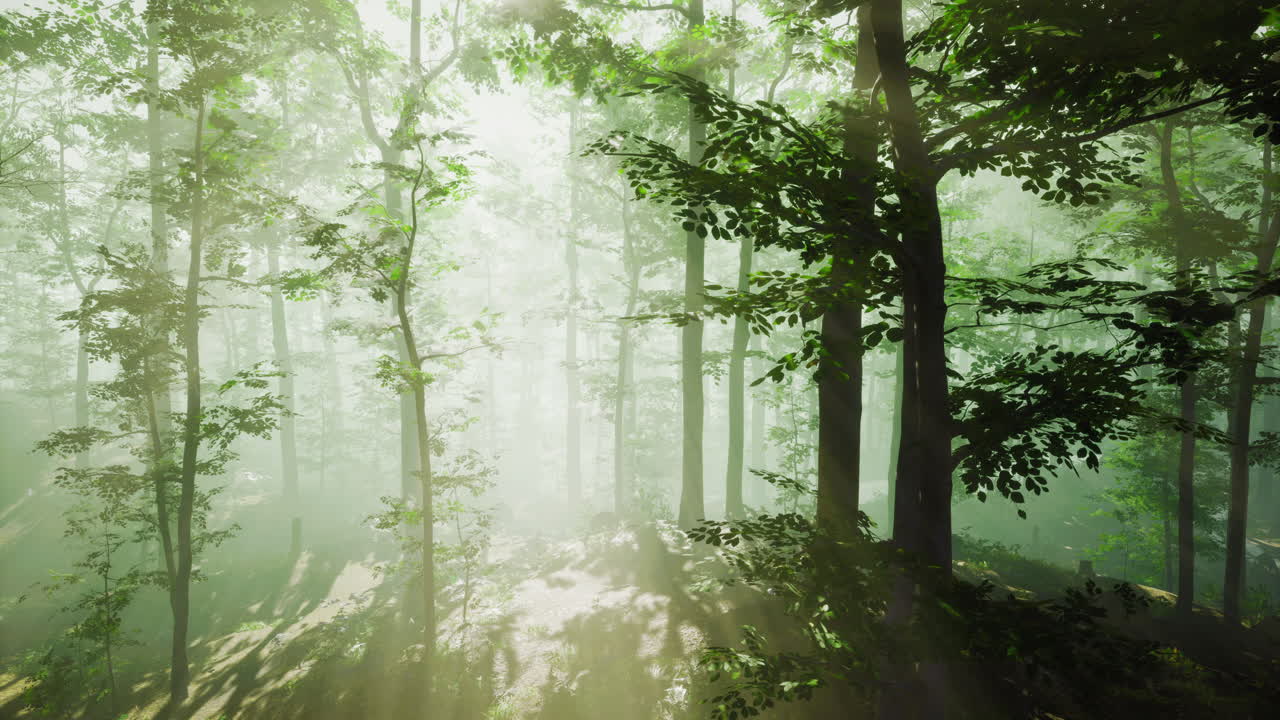 Enchanting misty forest invites tranquil exploration and reflection
