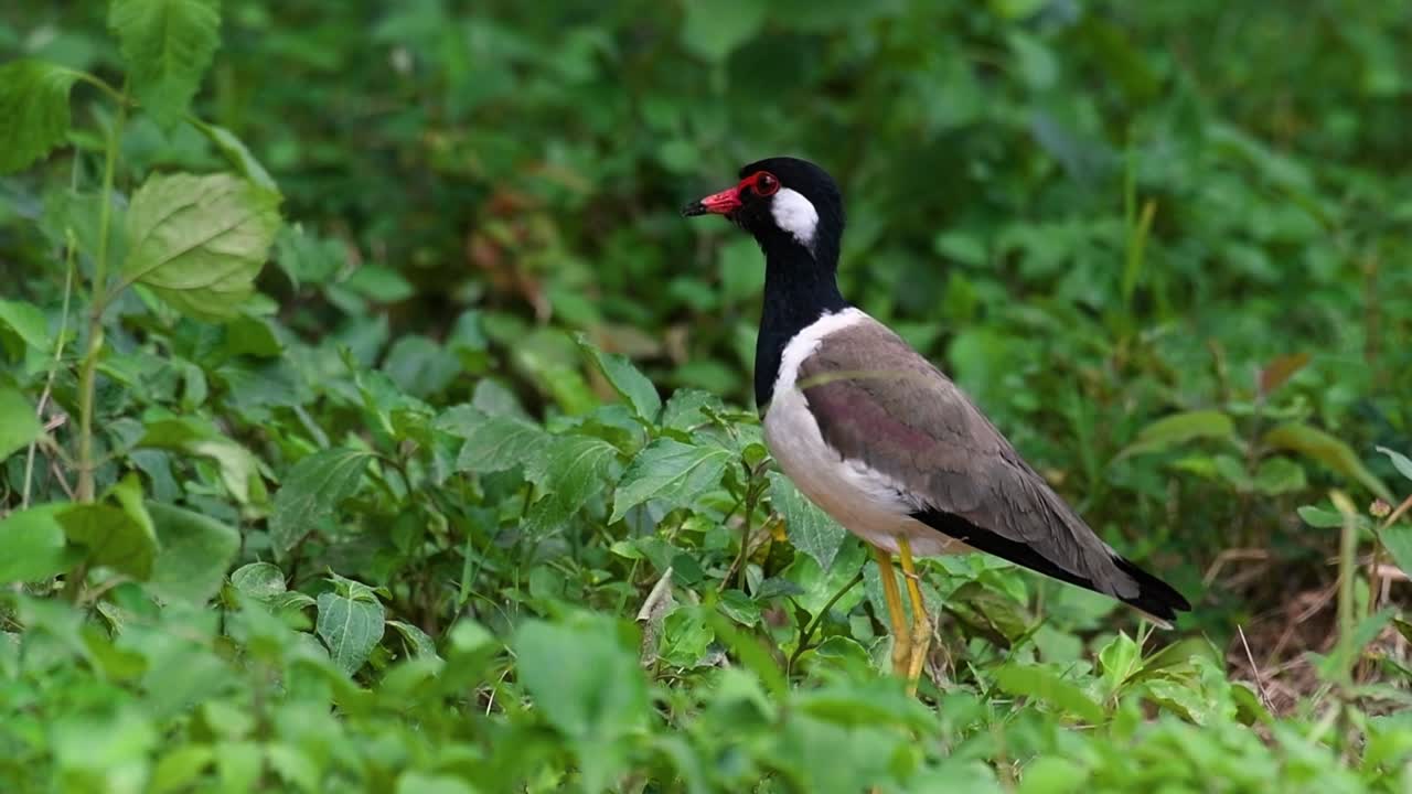 el avefría de barbas rojas es una de las aves más comunes de tailandia