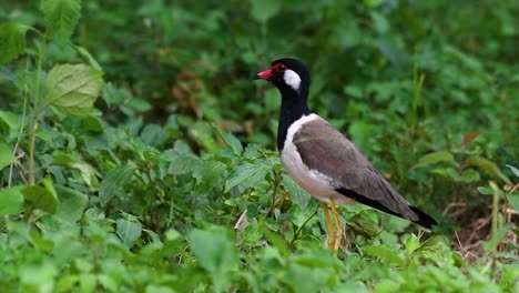 the red-wattled lapwing is one of the most common birds of thailand