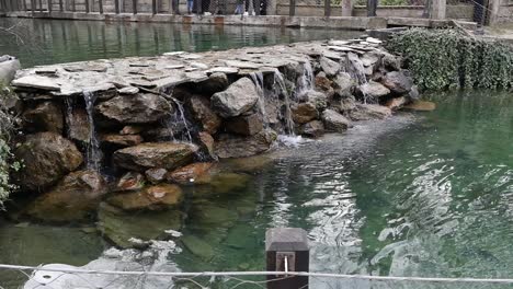 catarata en un estanque en un zoológico
