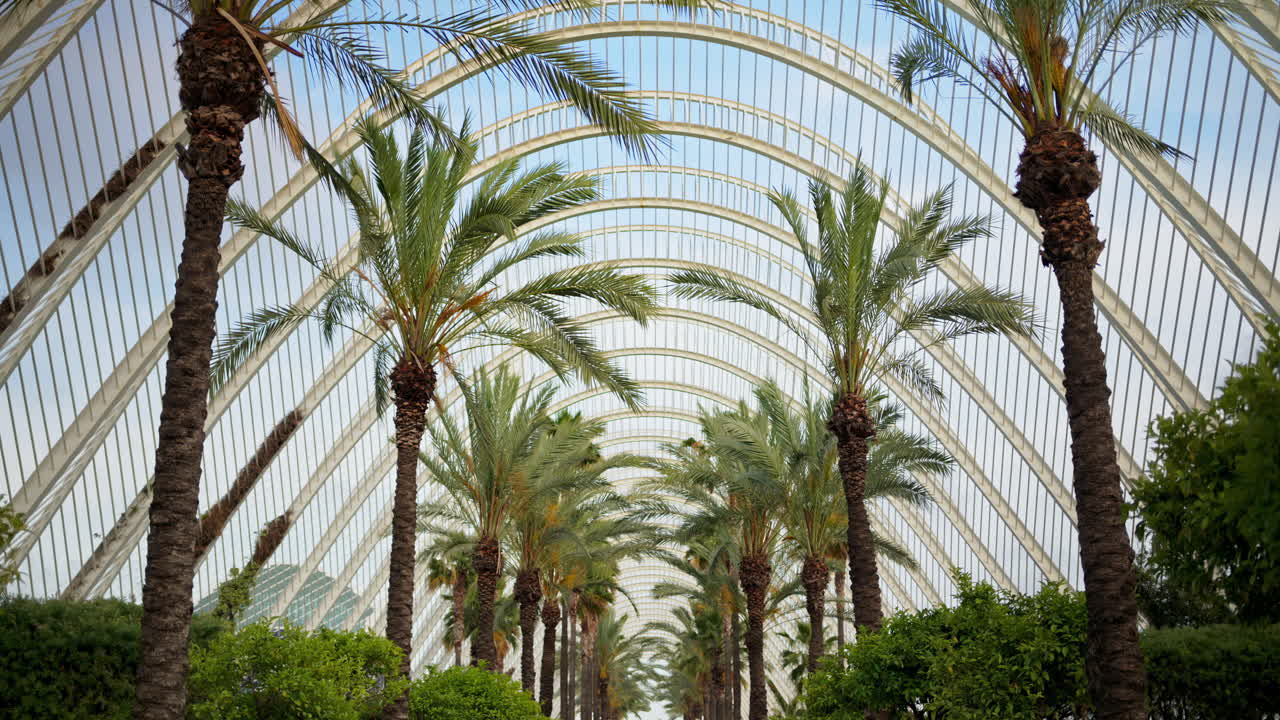 Low angle view through palm fronds to the repeating white arches of the L'Umbracle canopy in the City of Arts and Sciences, Valencia, Spain