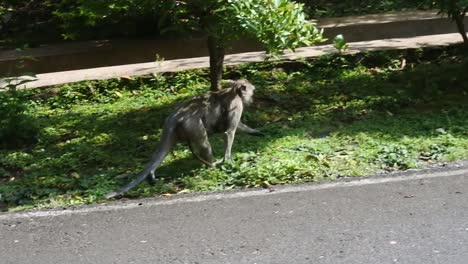 A-monkey-carrying-his-child-walks-in-the-Kreo-Cave-tourist-area,-Semarang,-Indonesia