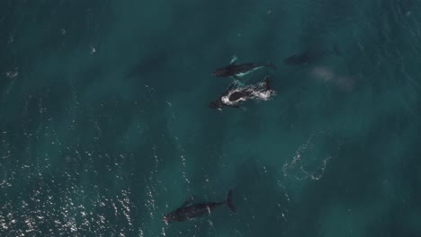 aerial of group of migrating humpback whales in dunsborough, western australia pt 6