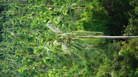 vertical static shot of beautiful lush tropical landscape, koh samui thailand