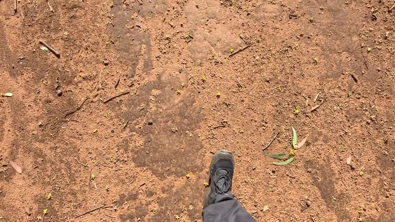 Stanthorpe'da kuru, kırmızı taşra toprağı üzerinde yürüyen bir kişiyi takip eden yüksek açılı bir çekim.