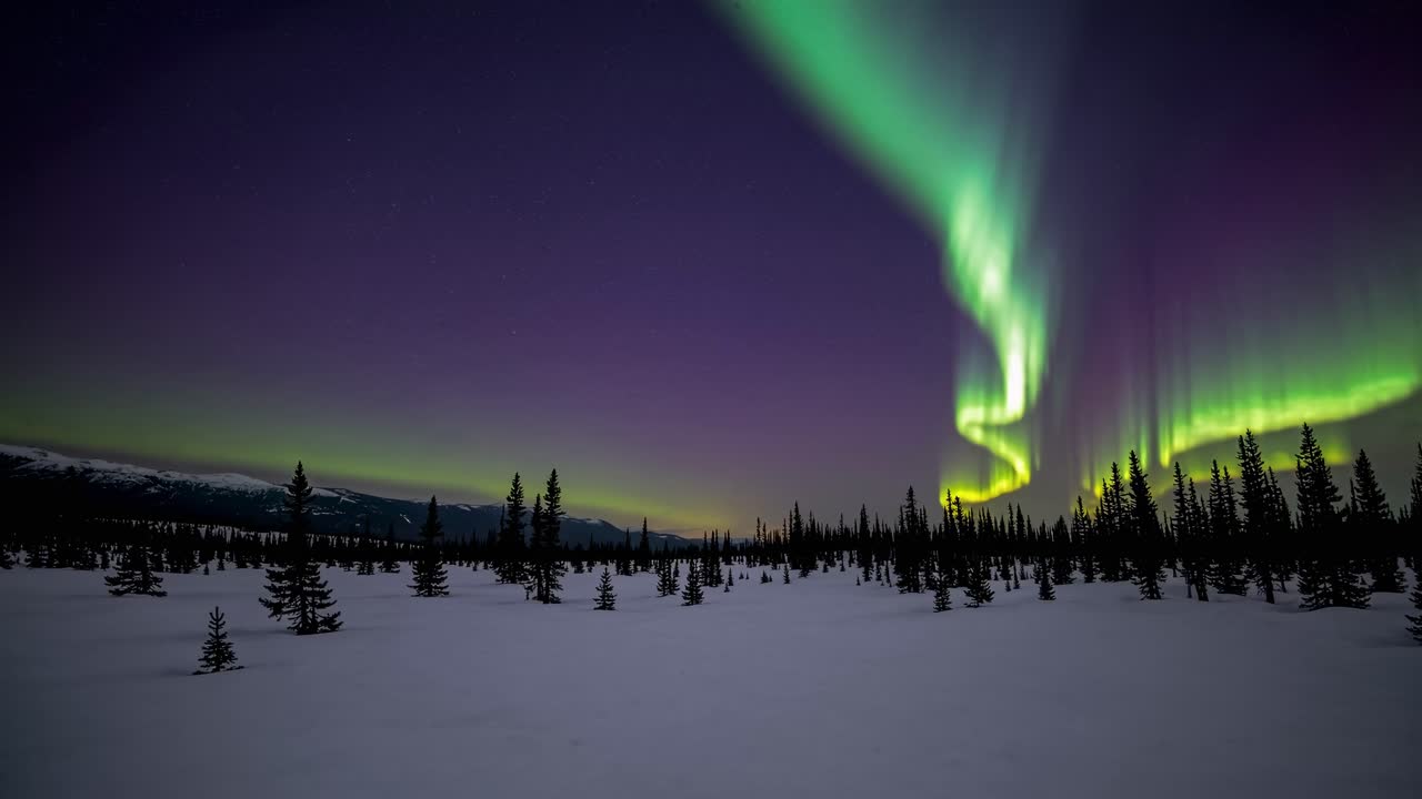Stunning wide-angle shot of the Northern Lights over a snowy forest