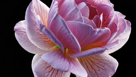 close-up of a beautiful pink and purple rose