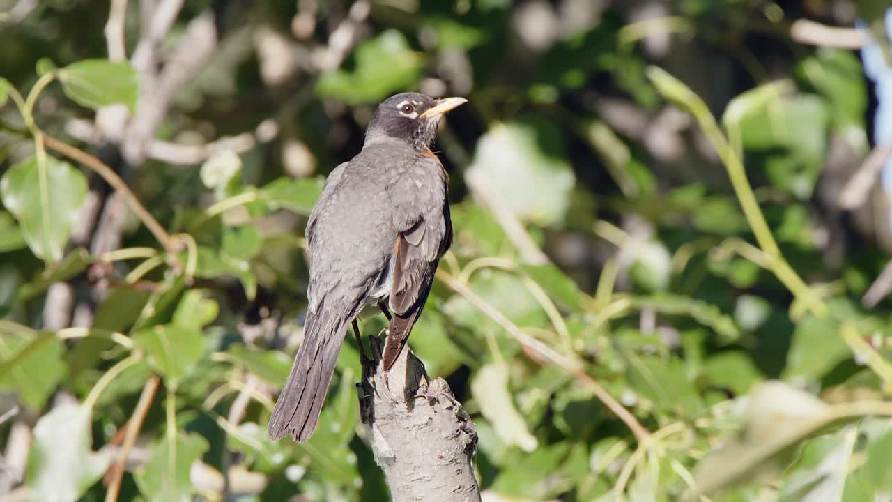 pájaro robin mirando hacia el otro lado mira por encima del hombro derecho desde la percha en la rama