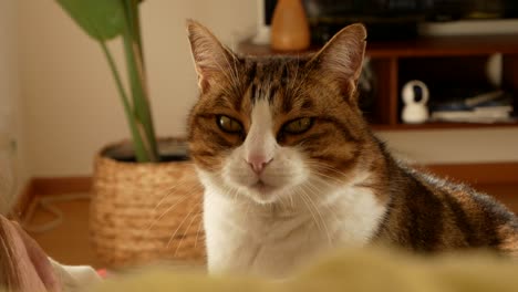 domesticaded cat on the couch with his owner