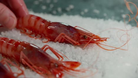 hand serves red shrimp on a plate on a wooden table