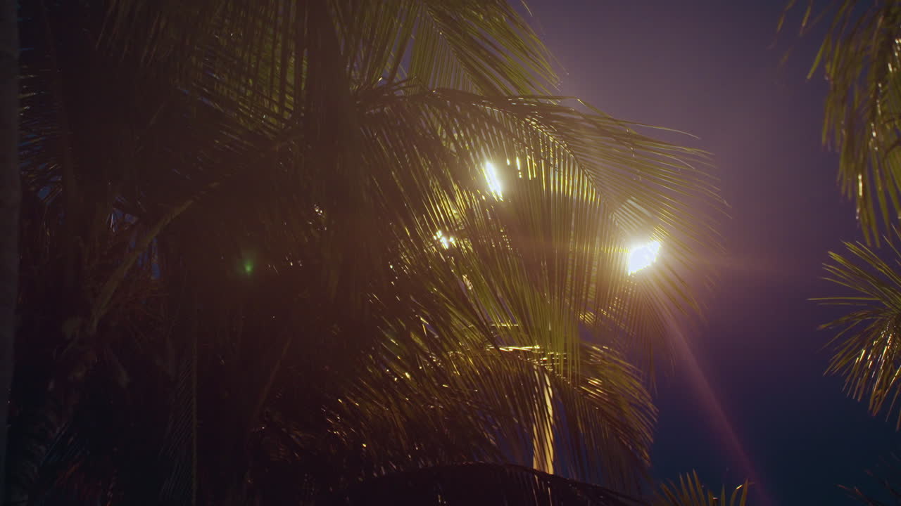 Palmeiras contraluzadas pelo brilho de uma lâmpada, bokeh âmbar quente e reflexo de lente criam uma atmosfera noturna melancólica, folhas cintilando na brisa úmida, fotógrafo de rua enquadrando a cena para uma captura cinematográfica