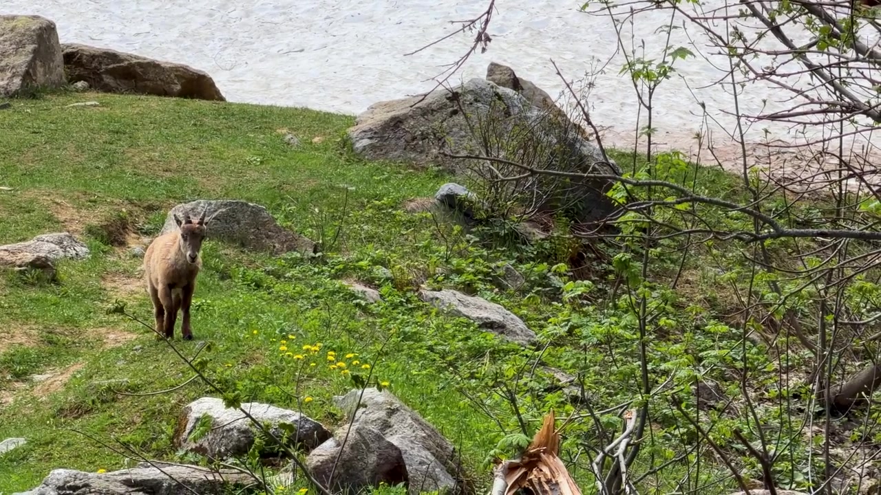 Un íbice alpino camina por una ladera rocosa y verde cerca de un lago a la luz del día