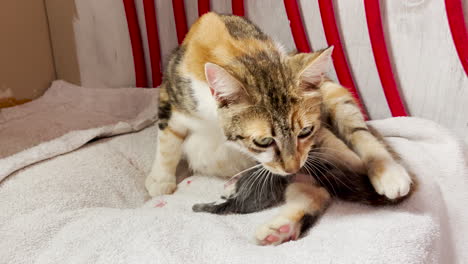 female cat in labor. static shot