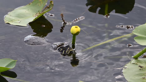 florida red-bellied cooter 또는 florida redbelly 거북이 새싹, 에버글레이즈, 플로리다