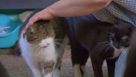 close shot of the hand of a woman petting cats