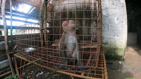 sleepy monkey yawning inside a wired cage in la caridad farm, sogod, southern leyte, philippines. - medium closeup shot