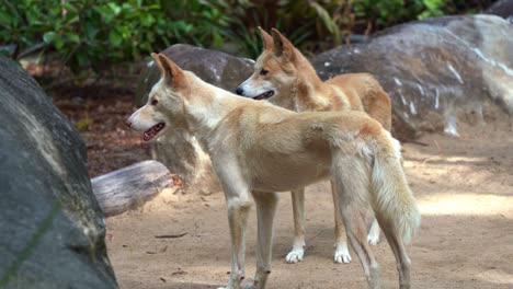 Dos-Perros-Salvajes-De-Australia,-Dingo,-Canis-Familiaris-Vistos-Deambulando-Por-El-Entorno-Circundante-A-La-Luz-Del-Día,-Primer-Plano-De-Especies-De-Vida-Silvestre-Nativa-Australiana