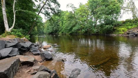 peaceful stream surrounded by lush greenery