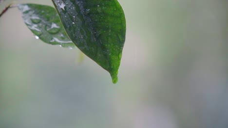 una hoja bajo la lluvia