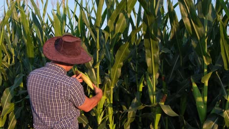 A farmer inspecting his corn crop