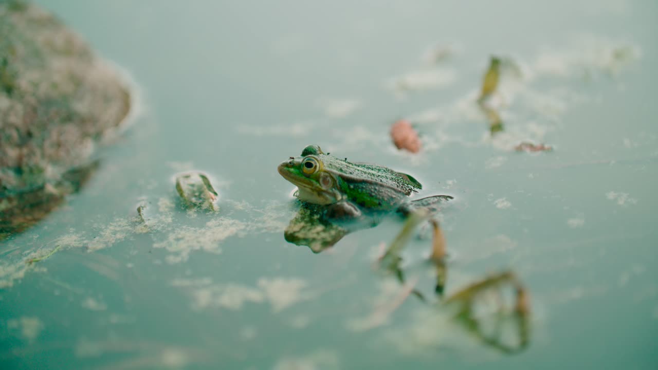 흙물로 여름에 자연 서식지에 있는 개구리의 모습