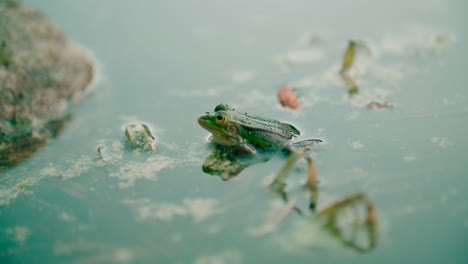 View-of-a-frog-in-natural-habitat-in-summer-with-dirt-water