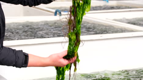 person holds up green ulva seaweed and gracilaria red algae above abalone tank