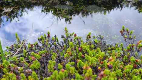 Arktischen-Tundra.-Schöne-Natur-Norwegen-Naturlandschaft.