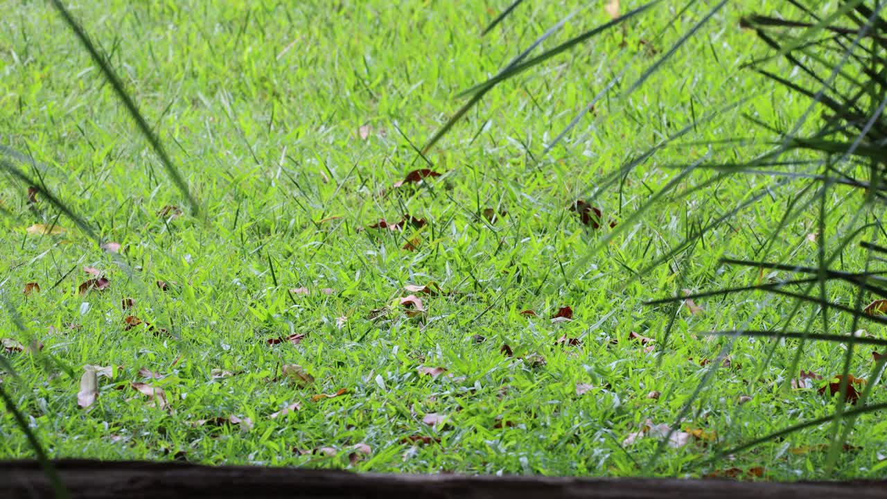 A wombat moves and feeds in vibrant green grass