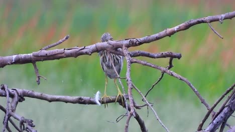 Indian-Pond-Heron-in-tree-.