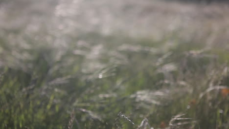 A-windblown-field-of-weeds-gradually-comes-into-focus-then-blurs-once-more