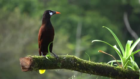 Un-Hermoso-Pájaro-Montezuma-Oropendula,-Parado-En-Una-Rama,-Luego-Volando