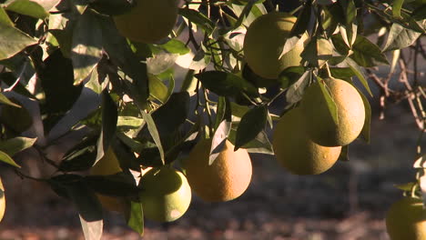 Nahaufnahme-Rack-Fokus-Auf-Orangen-Auf-Einem-Baum-In-Ojai-Kalifornien-1