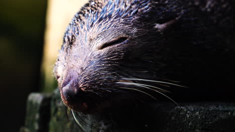Close-up-on-sleeping-baby-New-Zealand-fur-seal