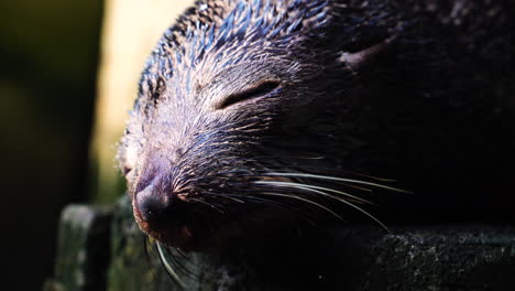 close up on sleeping baby new zealand fur seal