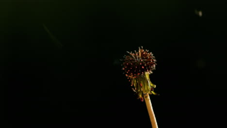 Dandelion-head-flashes-and-burns-in-a-fire.-Slow-motion-video