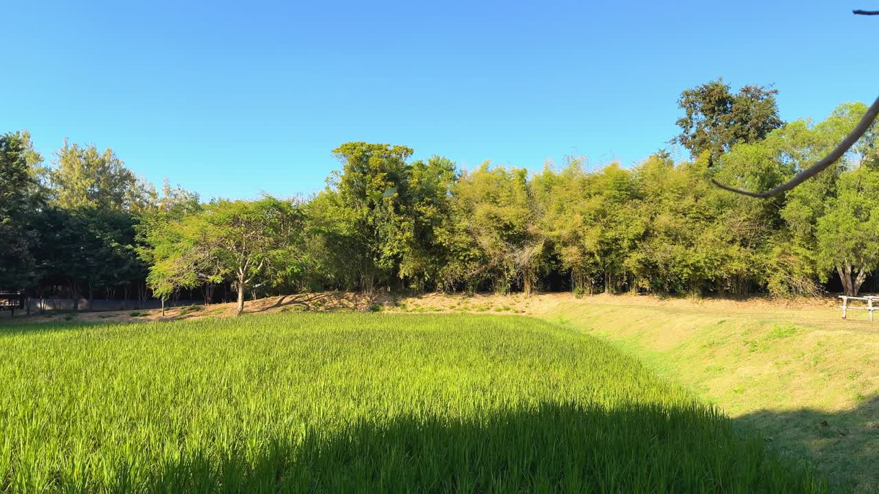 나무 와 은 하늘 이 있는 울창 한 초록색 들판