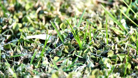 Araña-Viuda-Negra-Caminando-Sobre-La-Hierba-Y-Huyendo