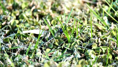 araña viuda negra caminando sobre la hierba y huyendo
