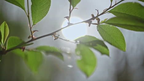 closeup of green leaves with lensflare