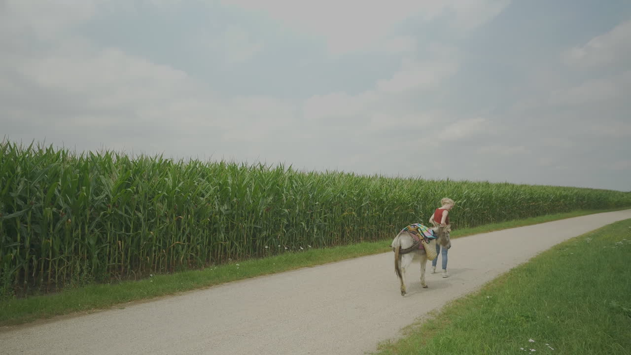 옥수수밭 옆 비포장 도로를 따라 당나귀를 이끄는 소녀