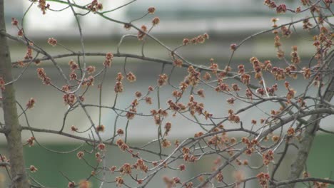 Otro-Tiro-De-Cámara-Lenta-De-Ramas-De-árbol