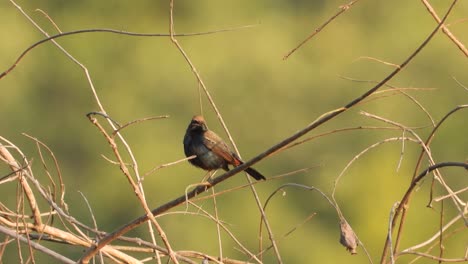 Indischer-Rotkehlchenvogel-Im-Baum