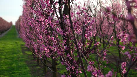 Frühlingsblüte-Mit-Wachsenden-Aprikosenbäumen-Im-Ländlichen-Obstgarten