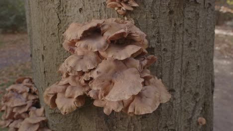 Beautiful-group-of-Honey-Fungus-Mushroom-on-a-tree-trunk-in-forest