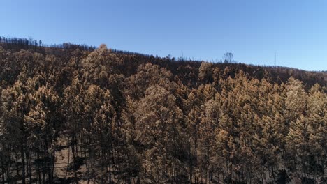 damaged forest after fire aerial view