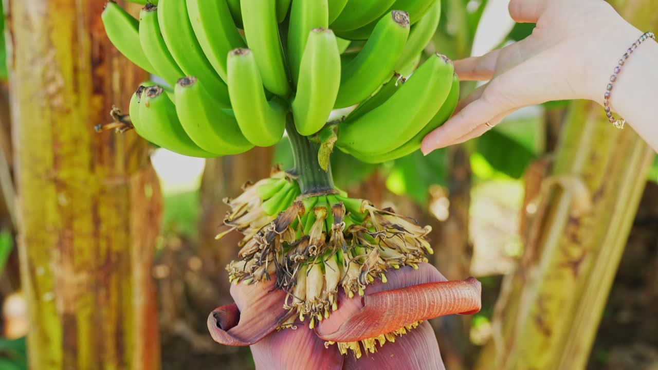 아름다운 꽃이 피는 꽃받침 아래에 성장하는 바나나 어리를 만지는 여자