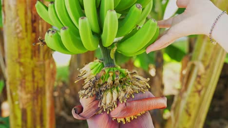 woman touching bunch of growing banana with beautiful blooming bud under