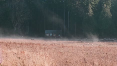 A-heard-of-elk-infront-of-an-old-farmhouse-in-western-Washington,-in-the-early-moring-light-while-fog-rolls-through